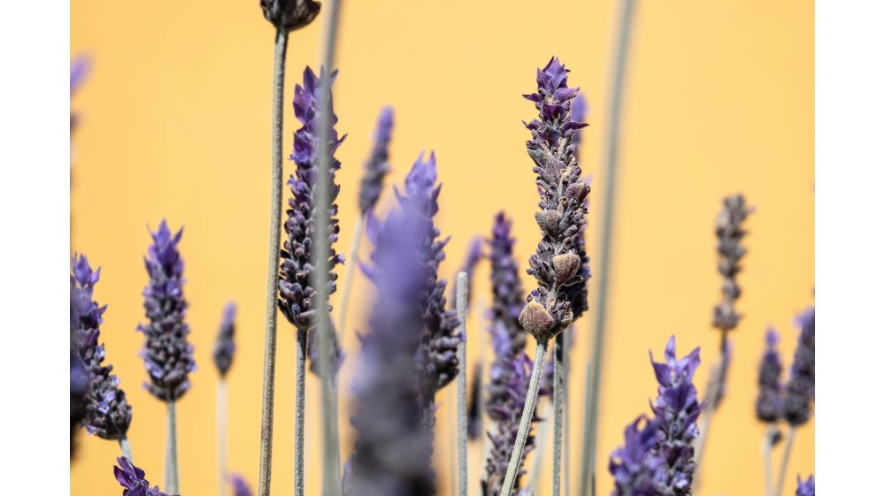 Elimina i cattivi odori con la Lavanda