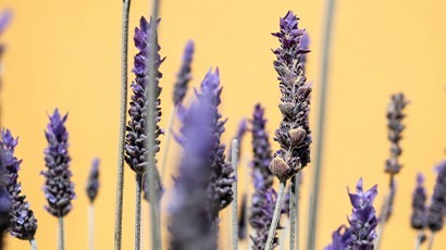 Elimina i cattivi odori con la Lavanda