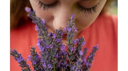 Olio Essenziale Di Lavanda E Mal Di testa